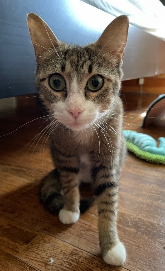 Candy, an adoptable Domestic Short Hair in Hampton, VA, 23663 | Photo Image 3