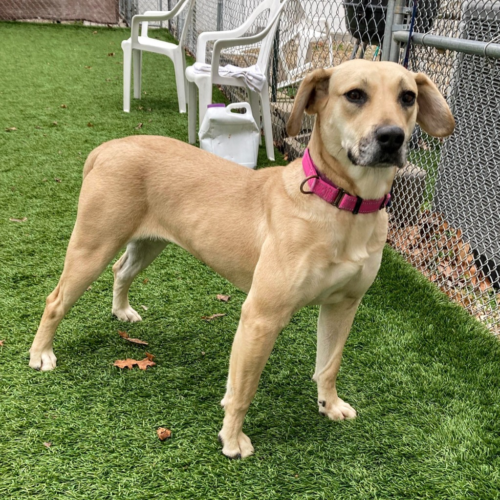 Cami, an adoptable Labrador Retriever in Laurie, MO, 65038 | Photo Image 1