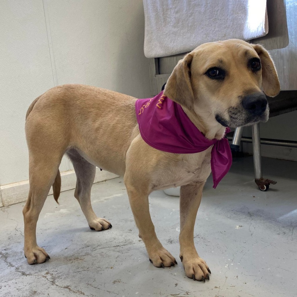 Cami, an adoptable Labrador Retriever in Laurie, MO, 65038 | Photo Image 2