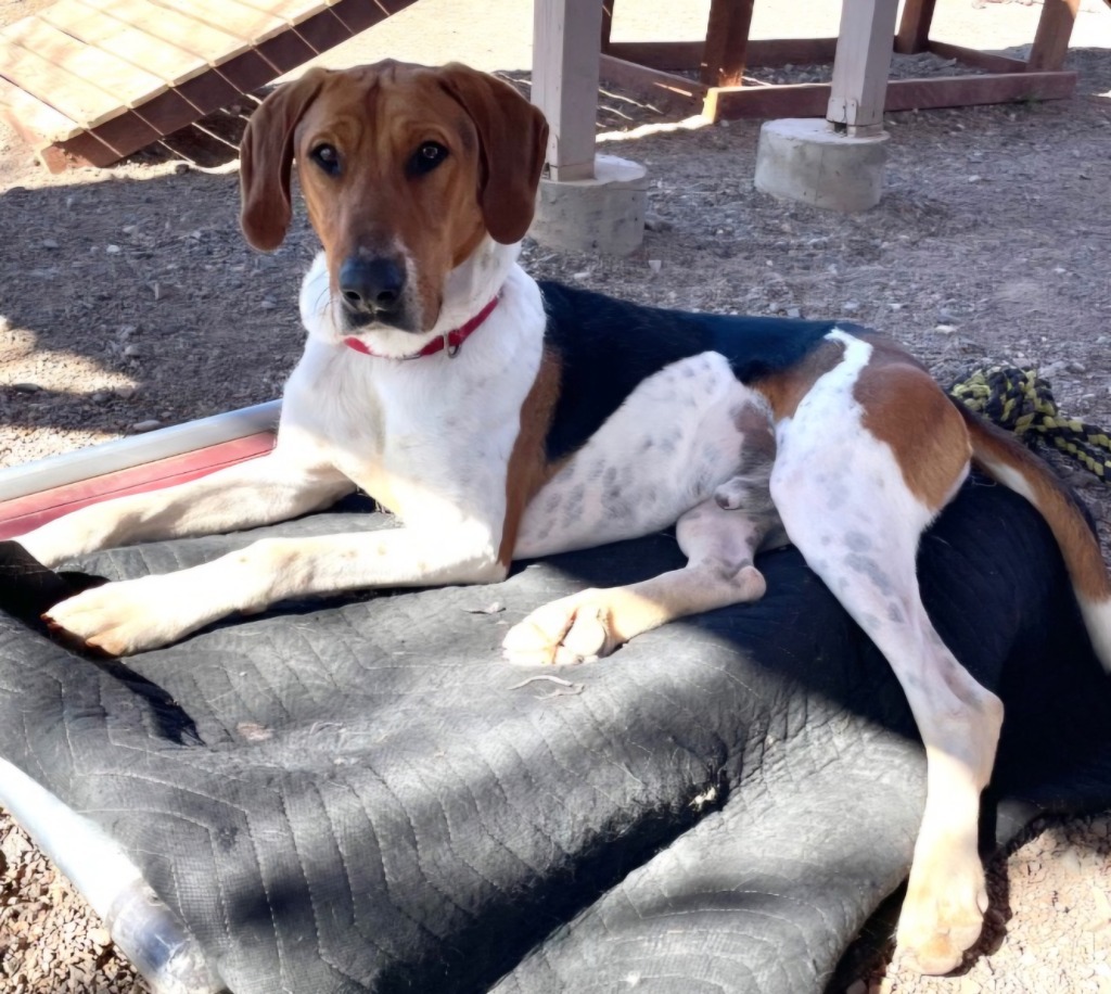 Charlie, an adoptable Treeing Walker Coonhound, Hound in Cottonwood, AZ, 86326 | Photo Image 1