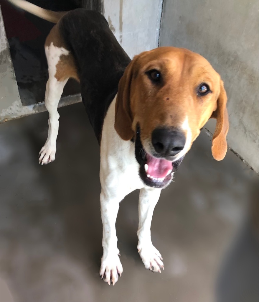 Charlie, an adoptable Treeing Walker Coonhound, Hound in Cottonwood, AZ, 86326 | Photo Image 2