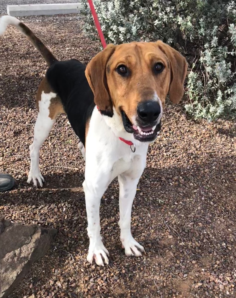 Charlie, an adoptable Treeing Walker Coonhound, Hound in Cottonwood, AZ, 86326 | Photo Image 3