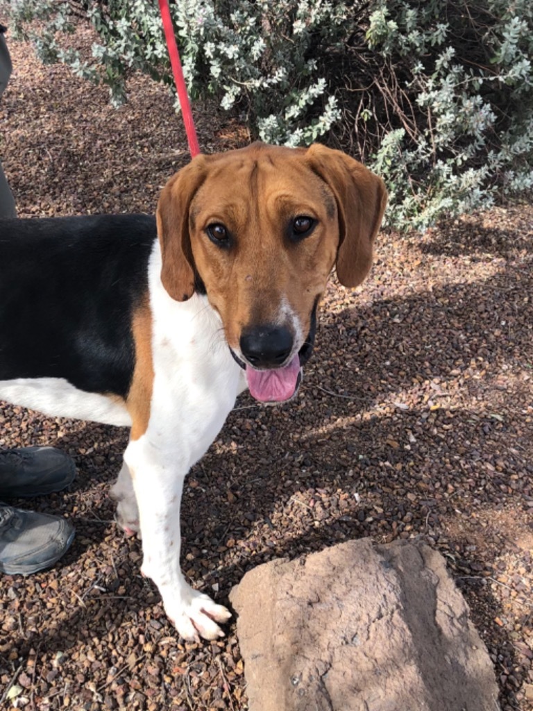 Charlie, an adoptable Treeing Walker Coonhound, Hound in Cottonwood, AZ, 86326 | Photo Image 4