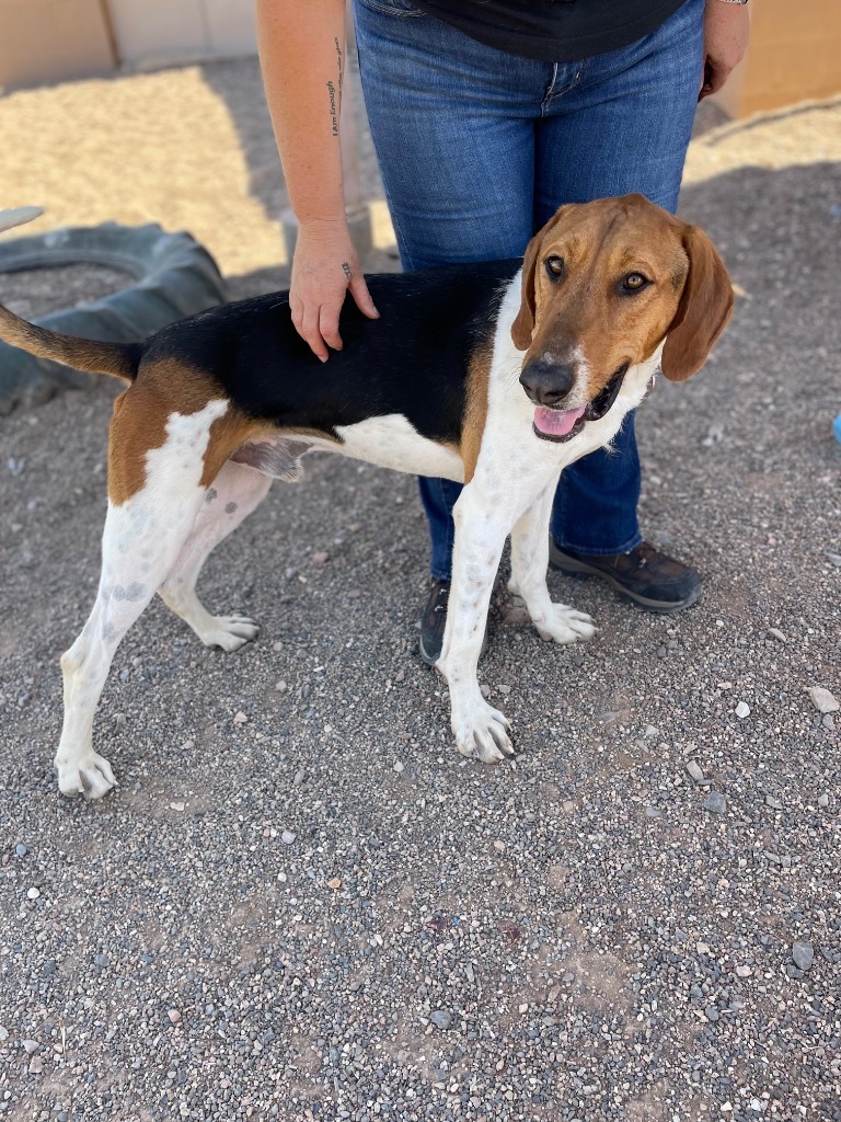 Charlie, an adoptable Treeing Walker Coonhound, Hound in Cottonwood, AZ, 86326 | Photo Image 5