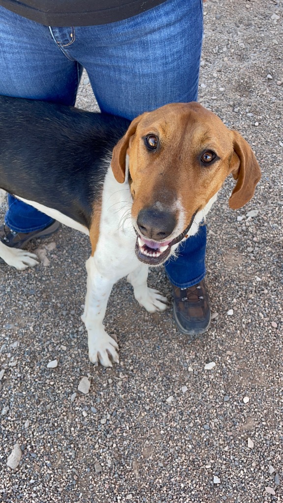 Charlie, an adoptable Treeing Walker Coonhound, Hound in Cottonwood, AZ, 86326 | Photo Image 6