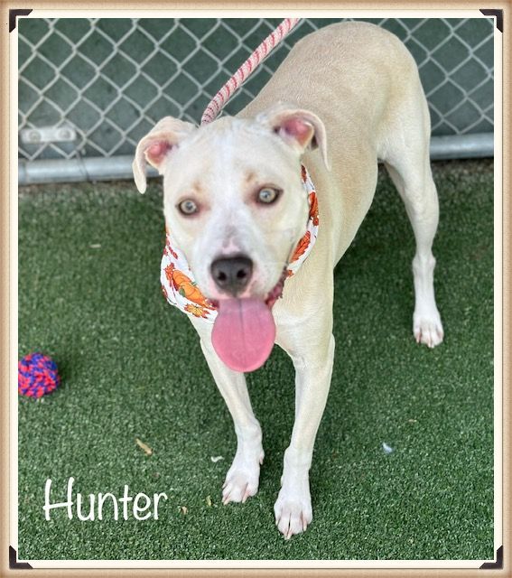 HUNTER (see HAYES) (R) see video, an adopted American Bully Mix in Marietta, GA_image-5