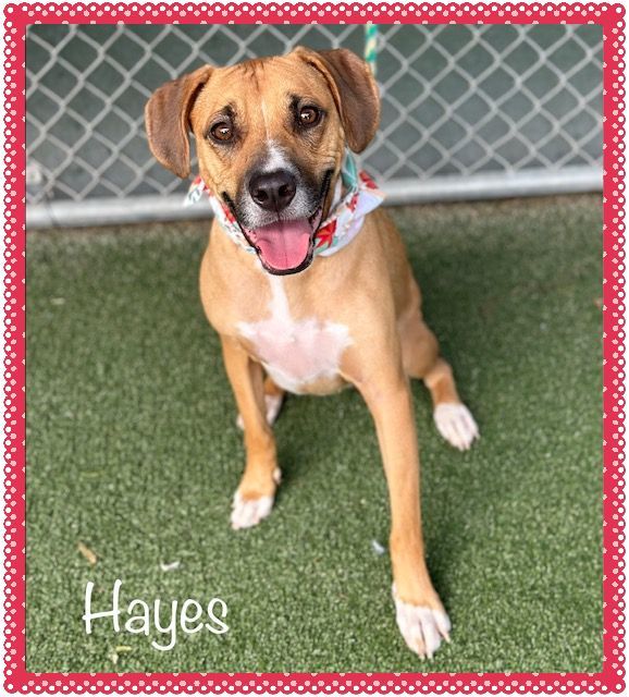 HAYES (R) (also HUNTER) see video, an adopted Hound Mix in Marietta, GA_image-1