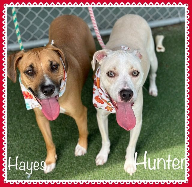 HAYES (R) (also HUNTER) see video, an adopted Hound Mix in Marietta, GA_image-5