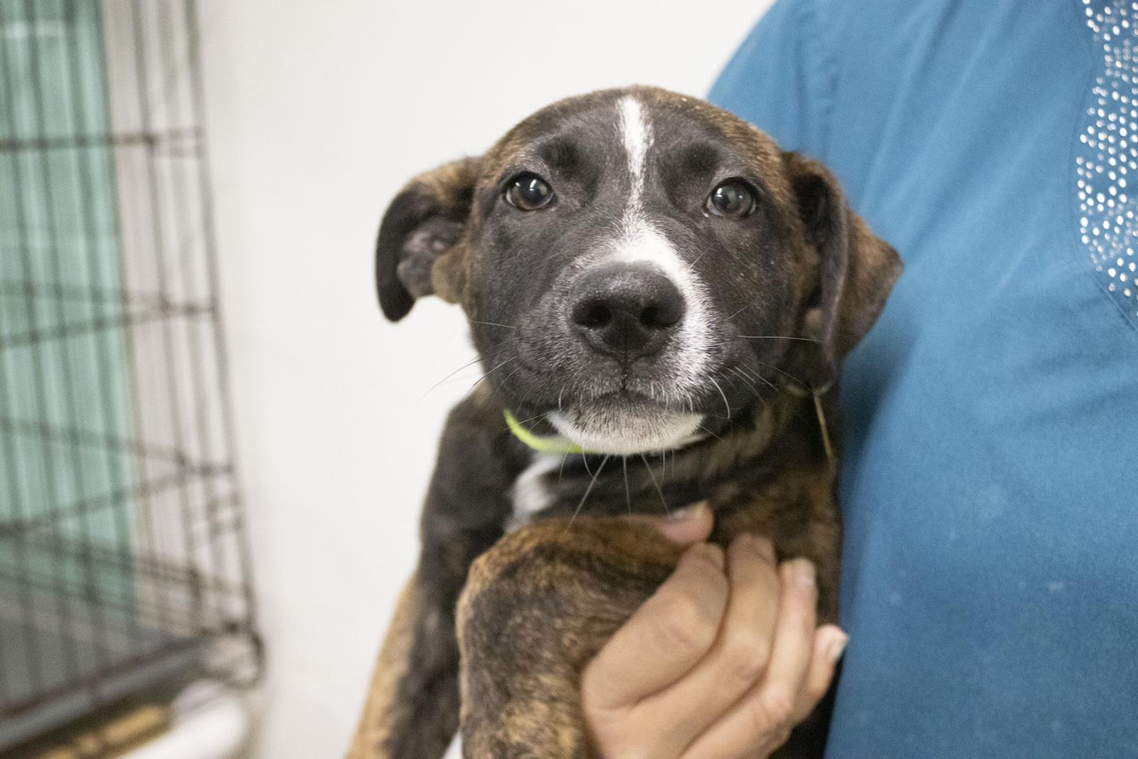 Dog for adoption Ursula, a Black Labrador Retriever & Shepherd Mix in