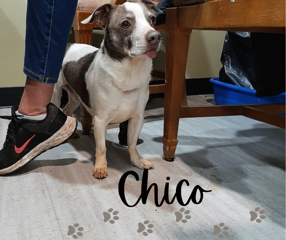 Dog for adoption Chico, a Terrier in Marion, IN Petfinder