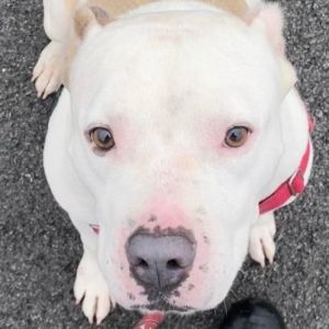 Dog for adoption - Hank, a Mixed Breed in Youngstown, OH