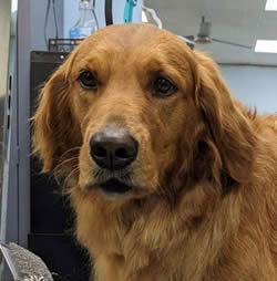 Petfinder best sale golden retriever