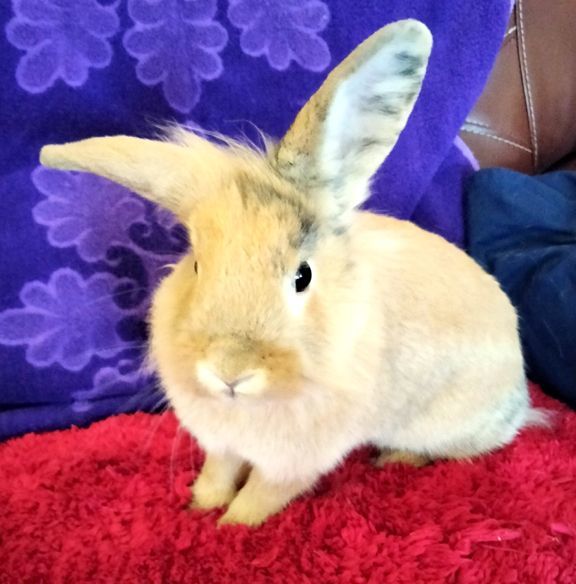 Ginger 2024 lionhead rabbit