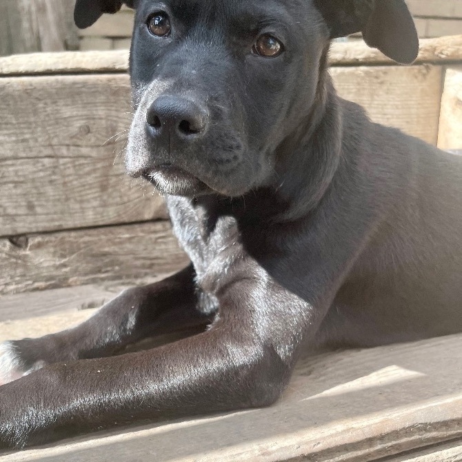 Riley, an adoptable American Bulldog in Madison, MN, 56256 | Photo Image 1