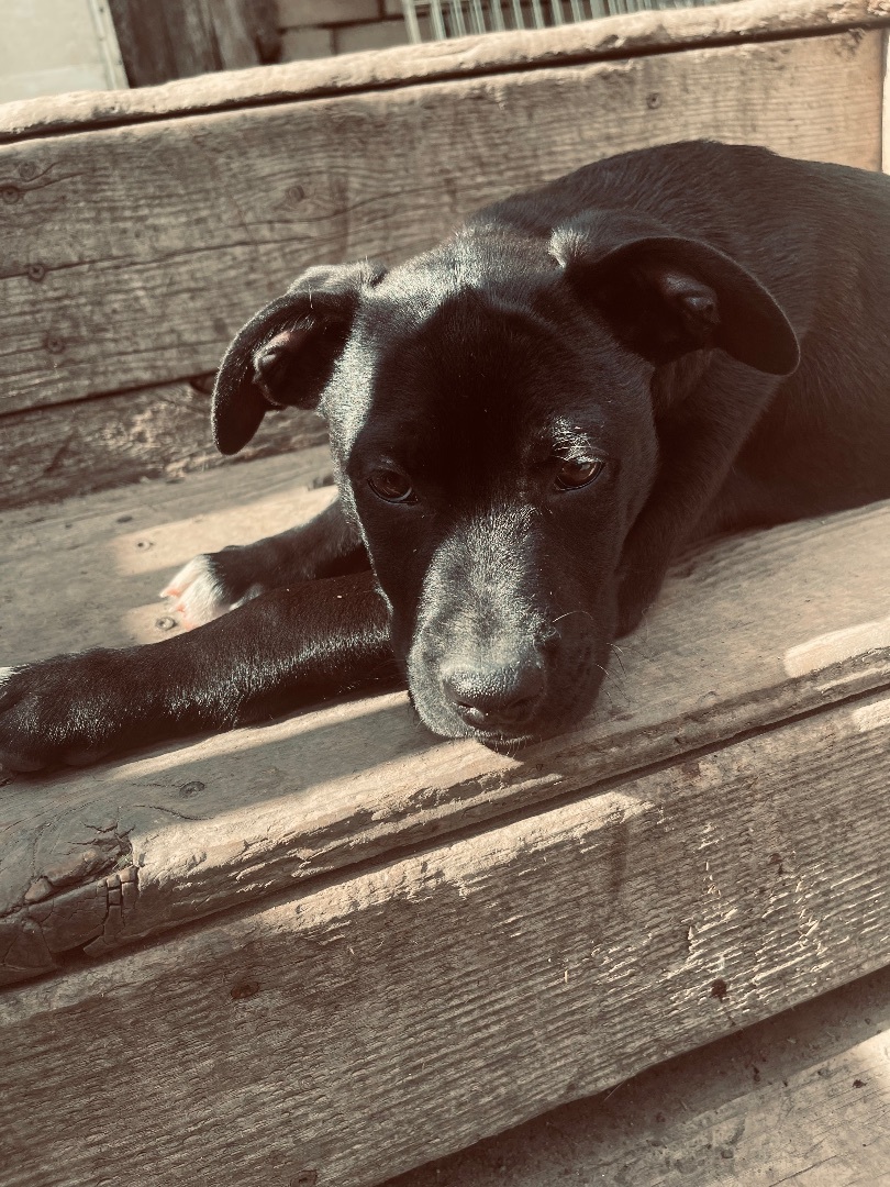 Riley, an adoptable American Bulldog in Madison, MN, 56256 | Photo Image 3