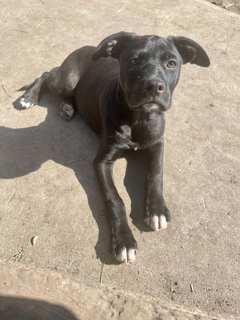 Riley, an adoptable American Bulldog in Madison, MN, 56256 | Photo Image 5
