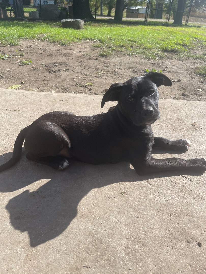 Riley, an adoptable American Bulldog in Madison, MN, 56256 | Photo Image 6
