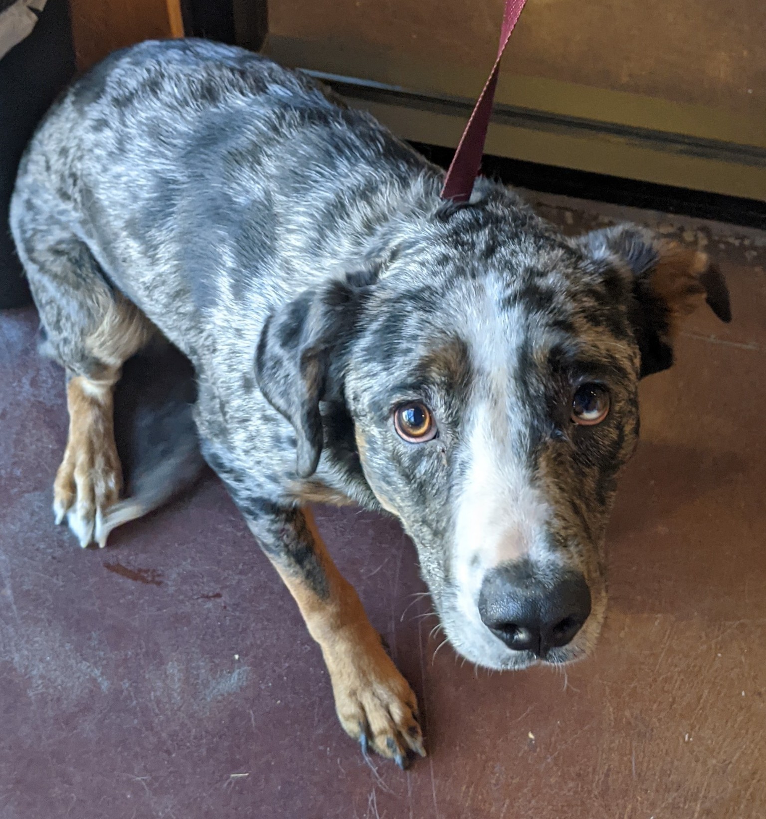 Catahoula leopard blue cheap heeler mix