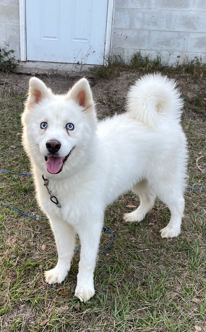 Samoyed with best sale blue eyes