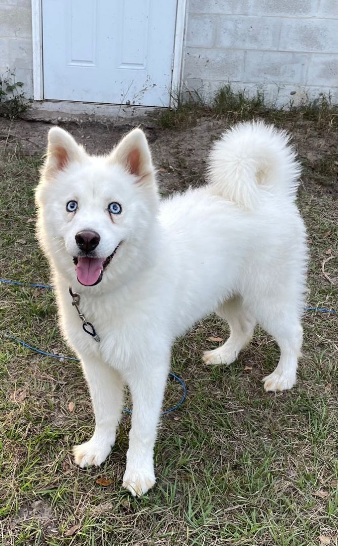 Miniature best sale samoyed husky