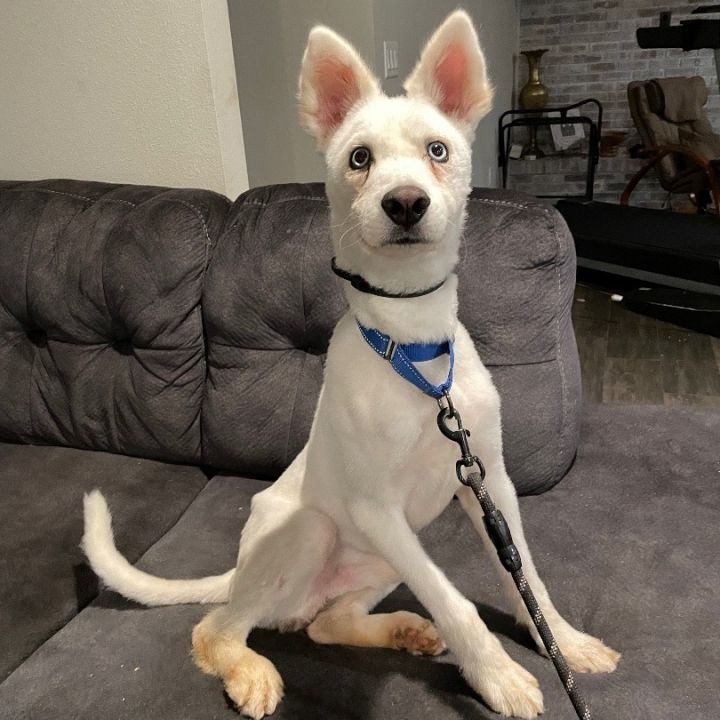 Samoyed mixed sales with husky