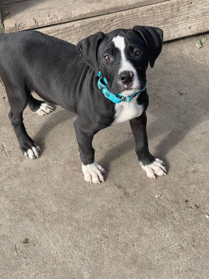 Dog for adoption - Oreo, an American Bulldog Mix in Madison, MN | Petfinder