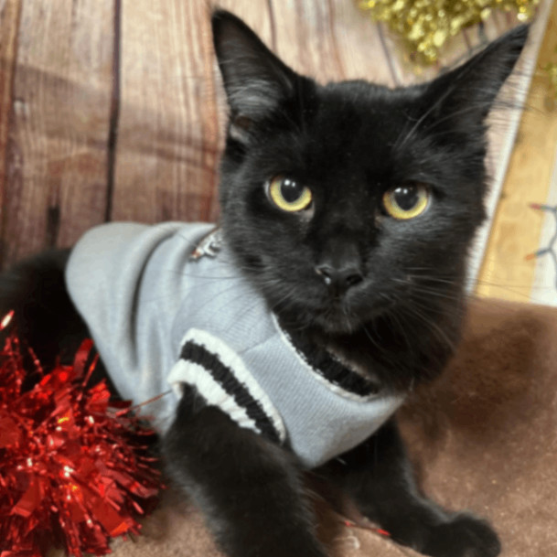 Cat for adoption Luca, a Domestic Long Hair in Enfield, CT Petfinder