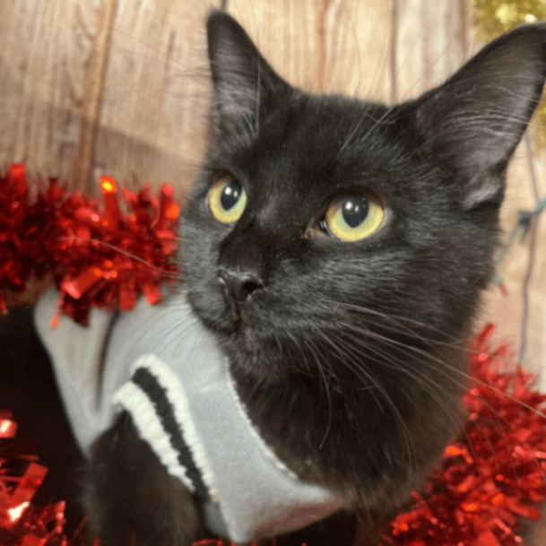 Cat for adoption Luca, a Domestic Long Hair in Enfield, CT Petfinder