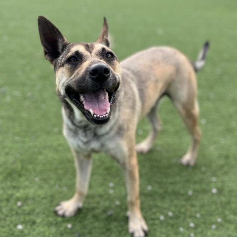 Luka AKA Pengu 5953 6