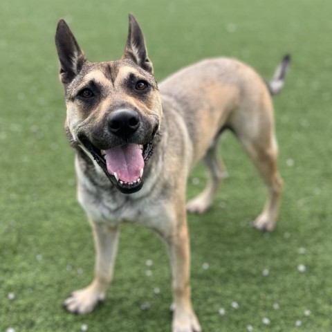 Luka AKA Pengu 5953 5