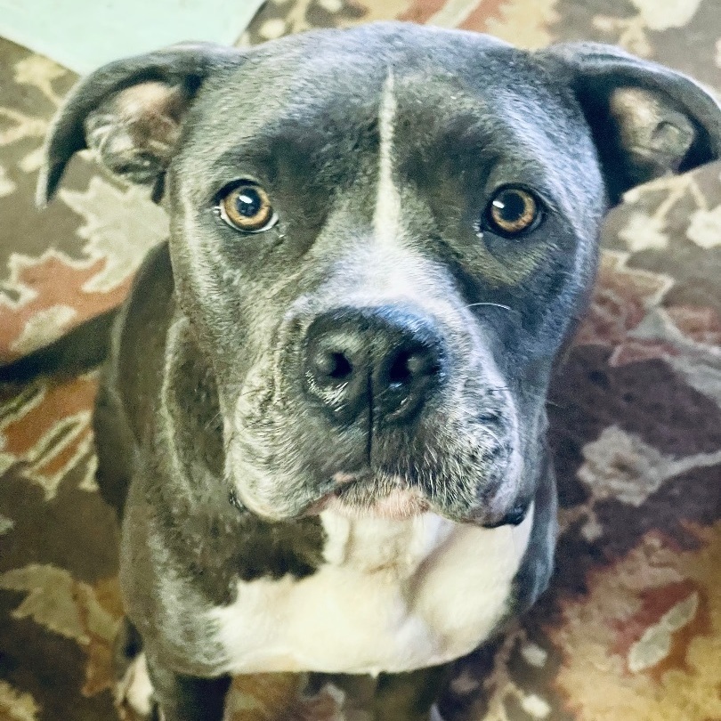 Liberty, an adoptable American Bulldog in Madison, MN, 56256 | Photo Image 2