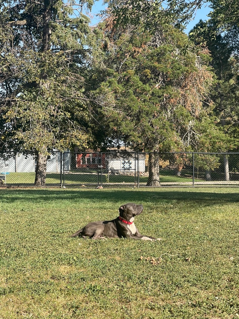 Liberty, an adoptable American Bulldog in Madison, MN, 56256 | Photo Image 6