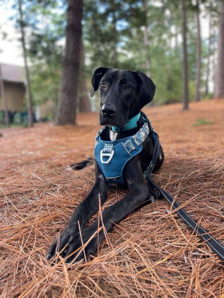 Dog for adoption - Danny, a Great Dane in Fayetteville, NC | Petfinder