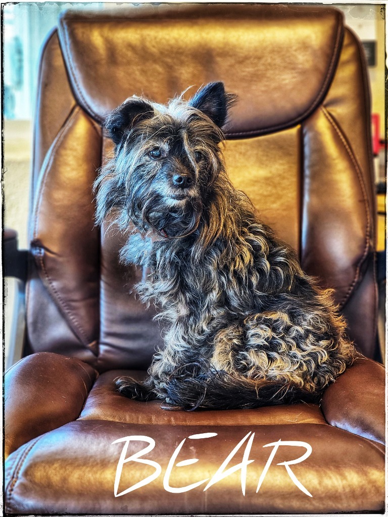 Bear, an adoptable Affenpinscher, Chihuahua in Gold Beach, OR, 97444 | Photo Image 1