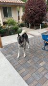 Tashi photo 1
