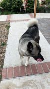 Tashi photo 2