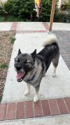 Tashi photo 3
