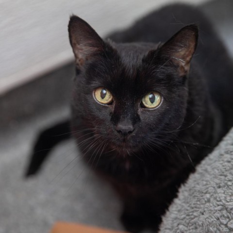 Sis, an adoptable Domestic Short Hair in Salt Lake City, UT, 84106 | Photo Image 1