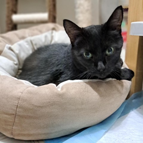 Sis, an adoptable Domestic Short Hair in Salt Lake City, UT, 84106 | Photo Image 3