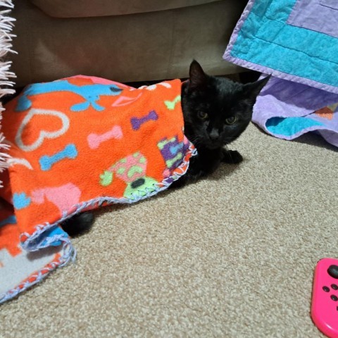 Sis, an adoptable Domestic Short Hair in Salt Lake City, UT, 84106 | Photo Image 5