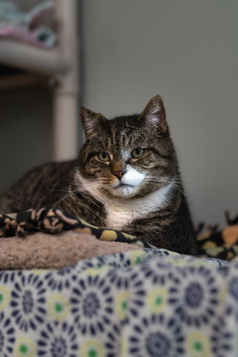 Firefly, an adoptable Domestic Short Hair in Arlington, WA, 98223 | Photo Image 3