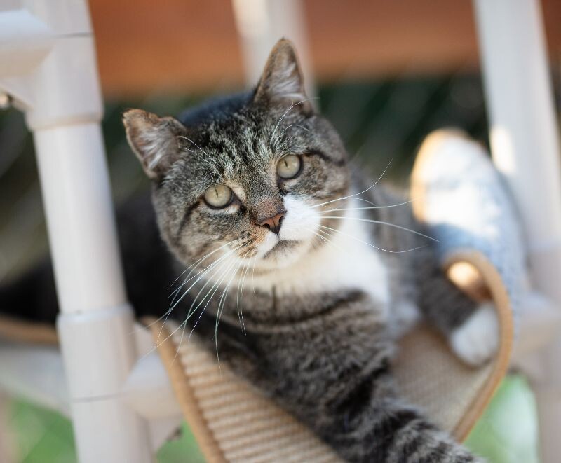 Firefly, an adoptable Domestic Short Hair in Arlington, WA, 98223 | Photo Image 5