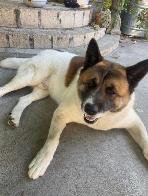 **Kuma**, Adult Male unknown