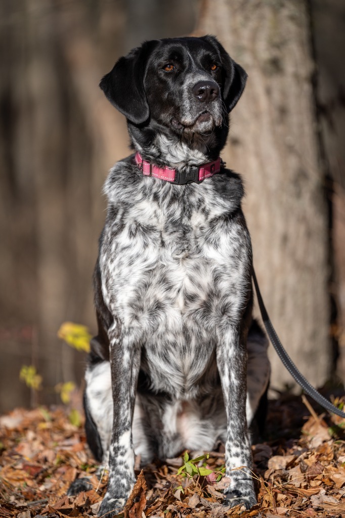 Terin, an adoptable Pointer, Mixed Breed in Walden, NY, 12586 | Photo Image 1