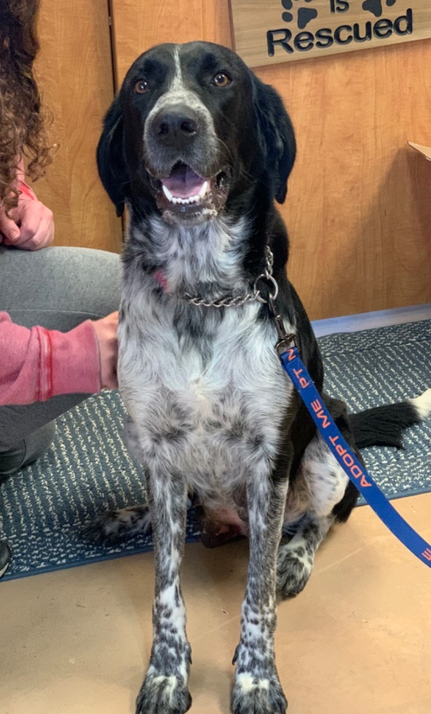 Terin, an adoptable Pointer, Mixed Breed in Walden, NY, 12586 | Photo Image 2