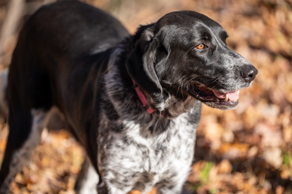 Terin, an adoptable Pointer, Mixed Breed in Walden, NY, 12586 | Photo Image 3
