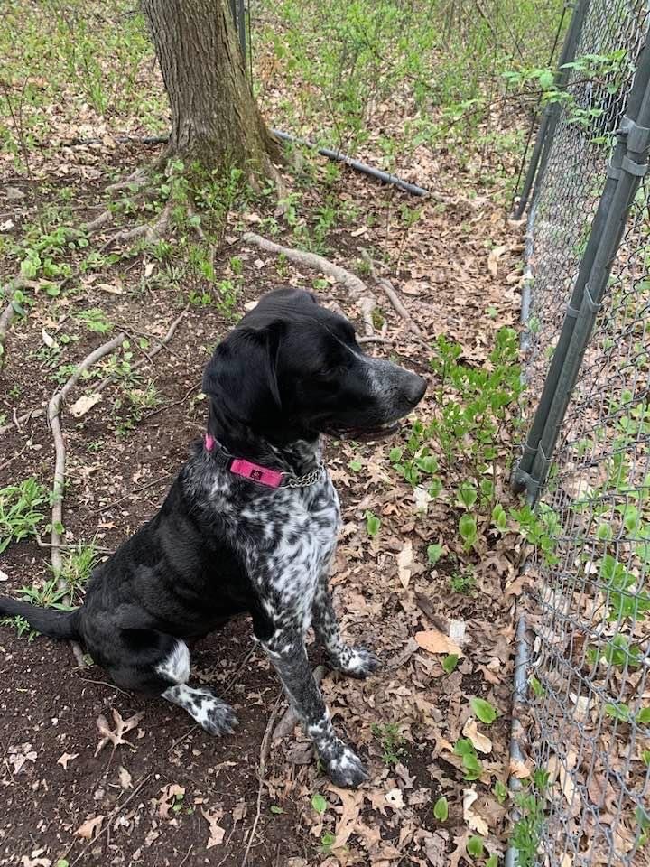 Terin, an adoptable Pointer, Mixed Breed in Walden, NY, 12586 | Photo Image 4