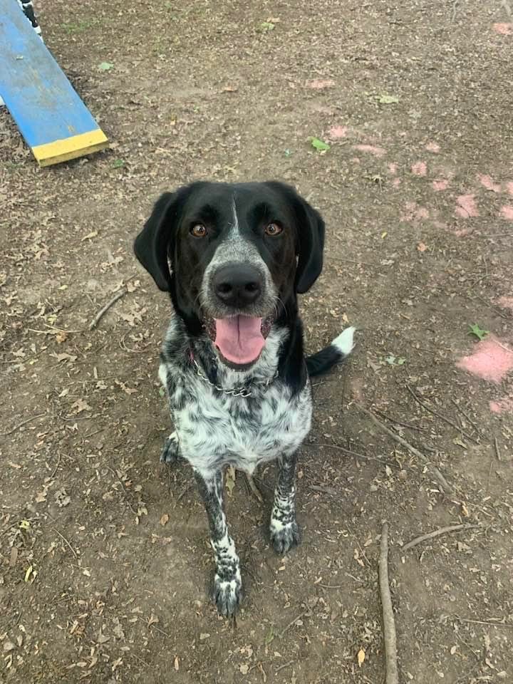 Terin, an adoptable Pointer, Mixed Breed in Walden, NY, 12586 | Photo Image 5