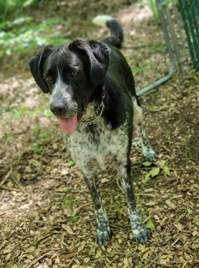 Terin, an adoptable Pointer, Mixed Breed in Walden, NY, 12586 | Photo Image 6