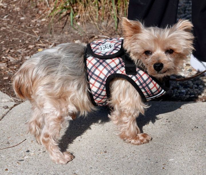 John Quincy, an adoptable Yorkshire Terrier Mix in Palatine, IL_image-2